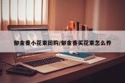 郁金香小花束团购/郁金香买花束怎么养